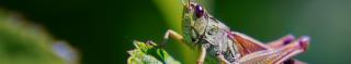 locust biological invasions and trade UBC MFRE speaker